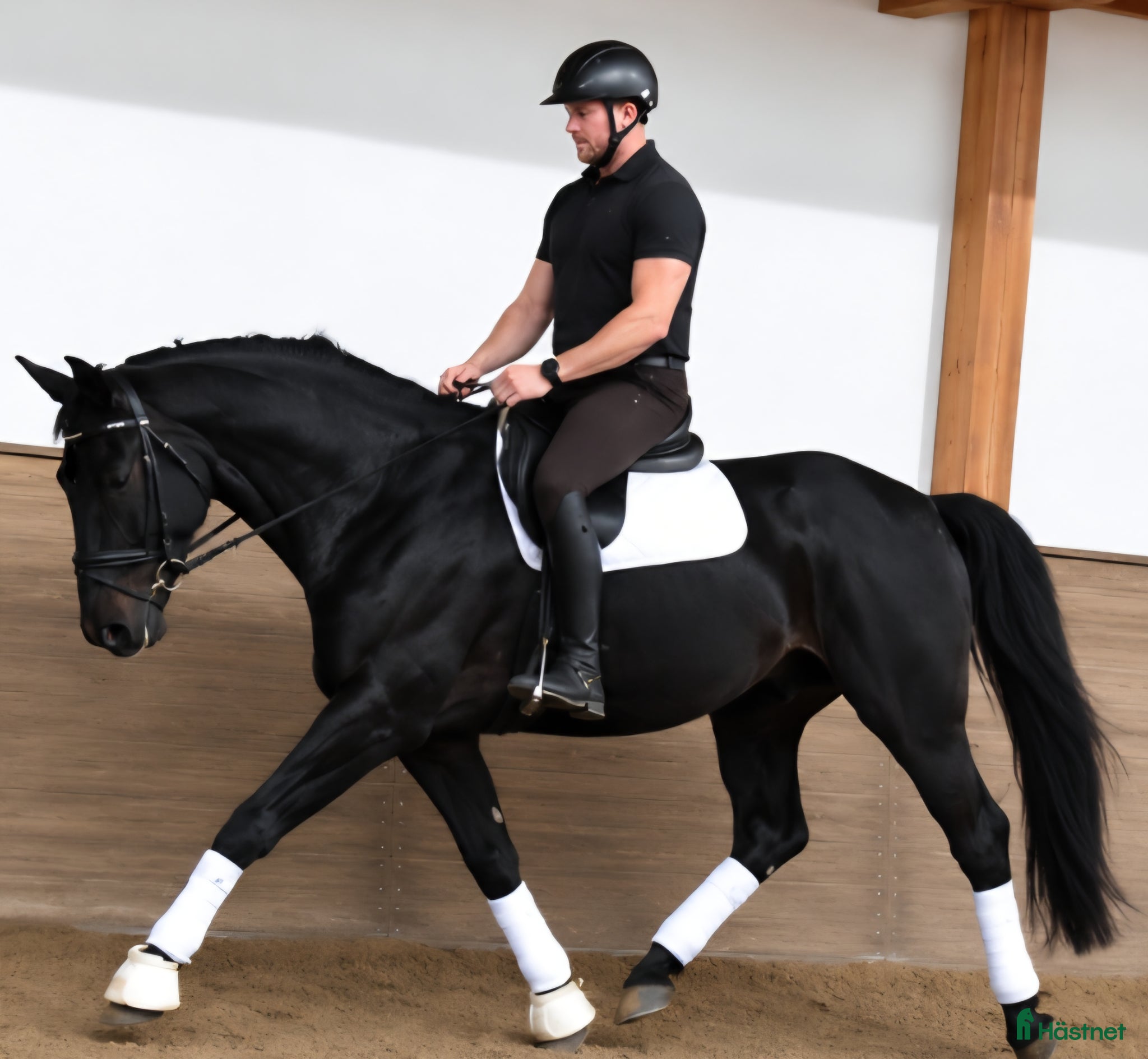  hästar Exceptional Silesian - Quality & Top Potential  - Annons 6