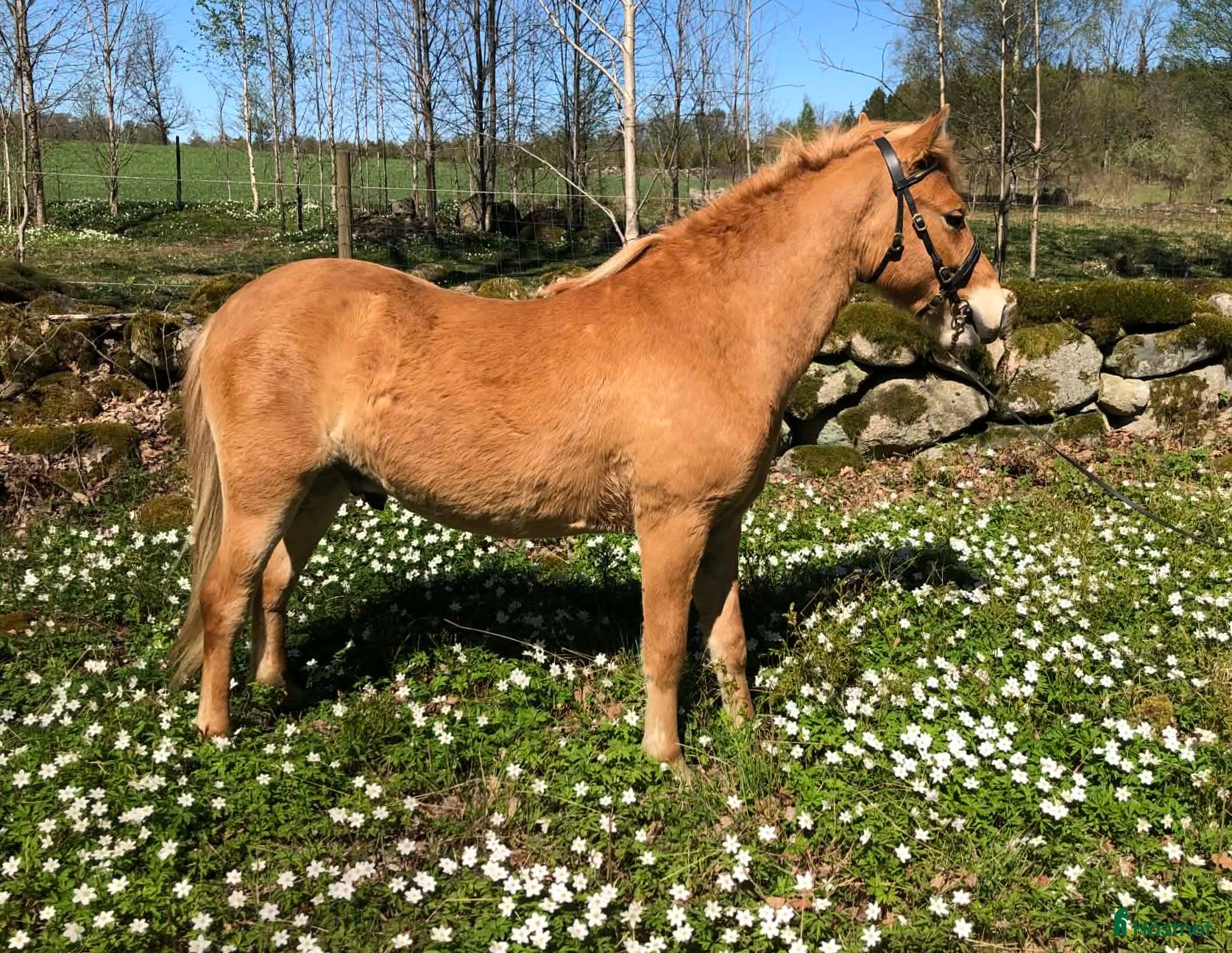  hästar Charmig och trevlig ungponny - Annons 14