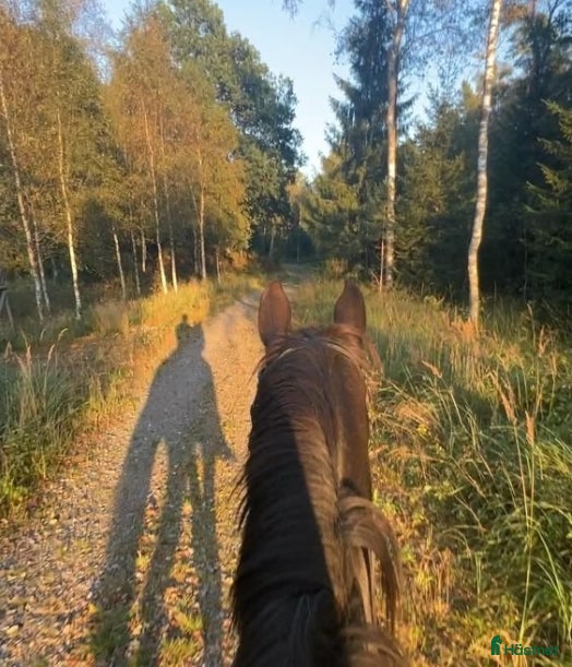  hästar Lugn & trygg häst/D-ponny/islänning sökes i Enköping - Annons 16