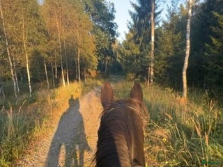 hästar Lugn & trygg häst/D-ponny/islänning sökes i Enköping - Annons 19