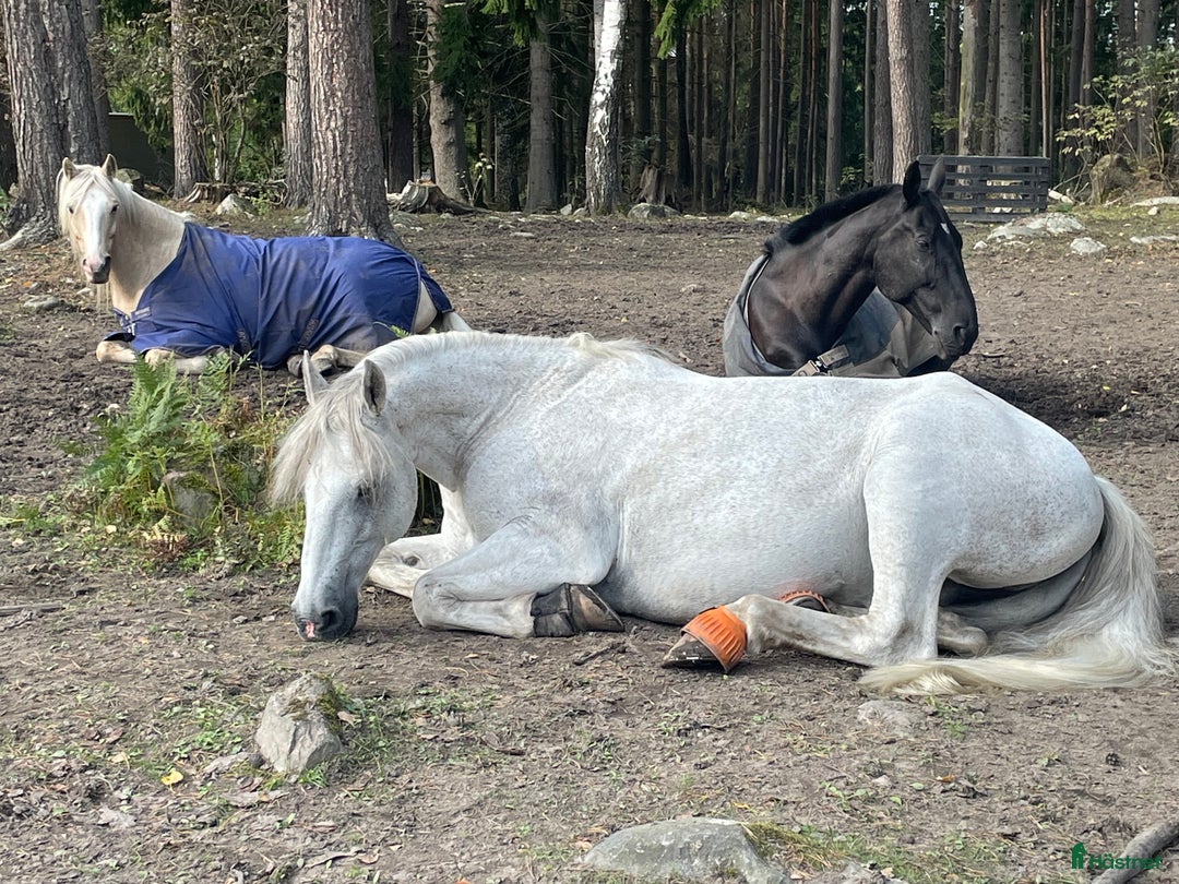  stallplats finnes: Lediga boxplatser i Vallentuna - Annons 13
