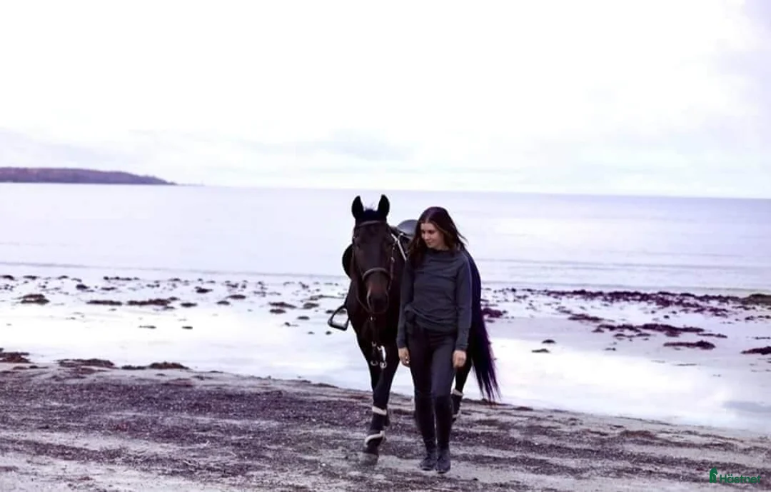 Allround hästar till salu: Mysig varmblodskille med stort hjärta. i Karlshamn - Annons 6