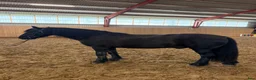 Allround hästar till salu: Trygg och snäll fellponny söker nytt hem - Annons 1
