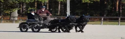 Körning hästar till salu: 🌟 Två meriterade tävlingsponnyer 🌟 i Lärbro - Annons 2