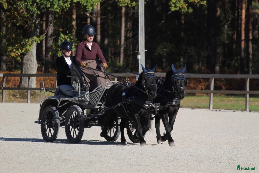 Körning hästar till salu: 🌟 Två meriterade tävlingsponnyer 🌟 i Lärbro - Annons 2