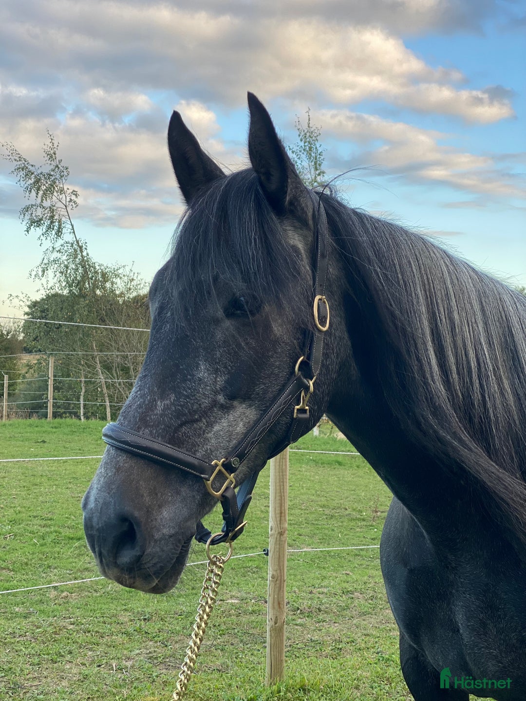 Allround hästar till salu: Manfager valack med ett hjärta av guld  i Skurup - Annons 5