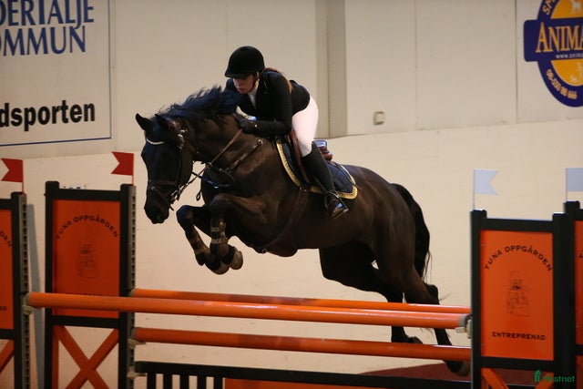  hästservice Utbildning/inridning/omskolning/rehab i Nykvarn - Annons 5