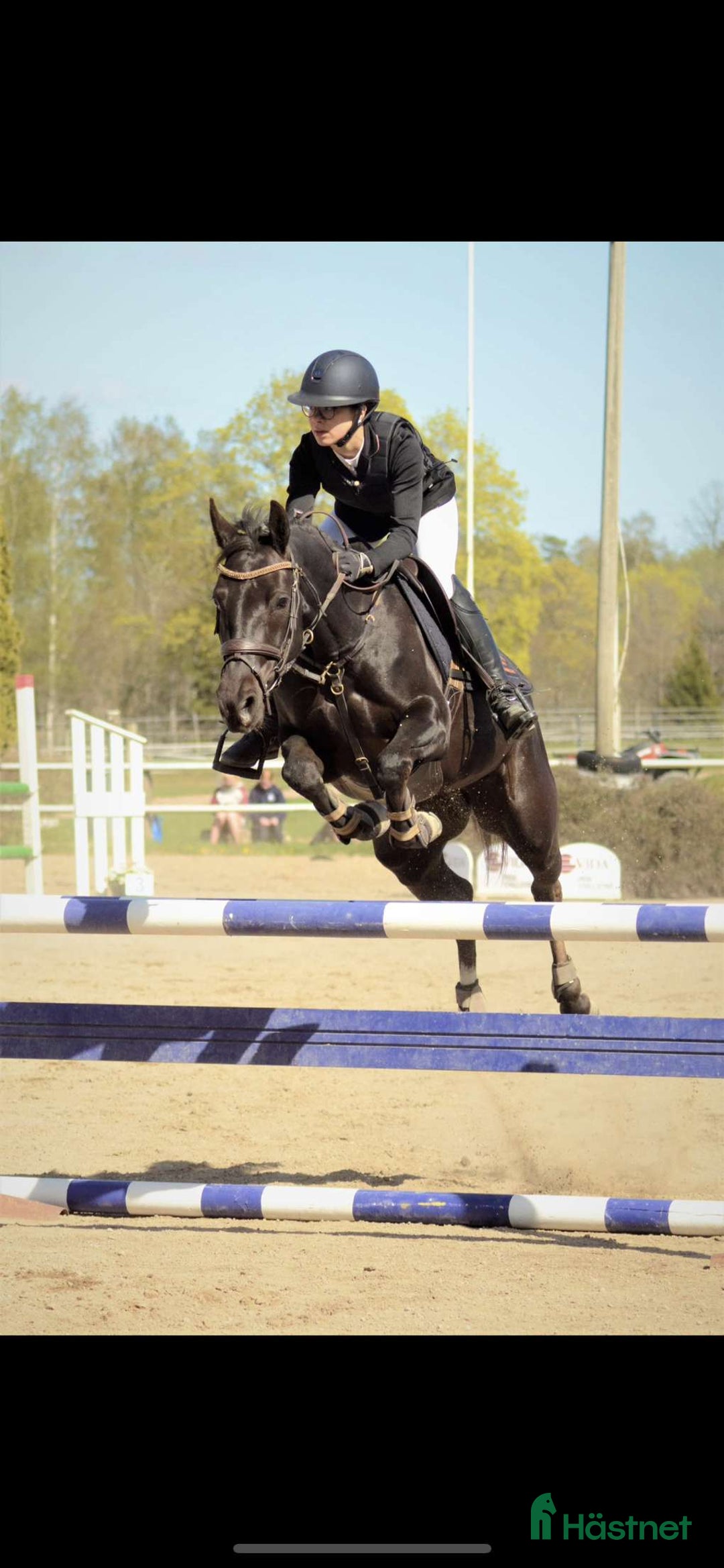 Allround hästar till salu: Socialt hingstföl med dressyr- och hoppstam i Klockrike - Annons 6