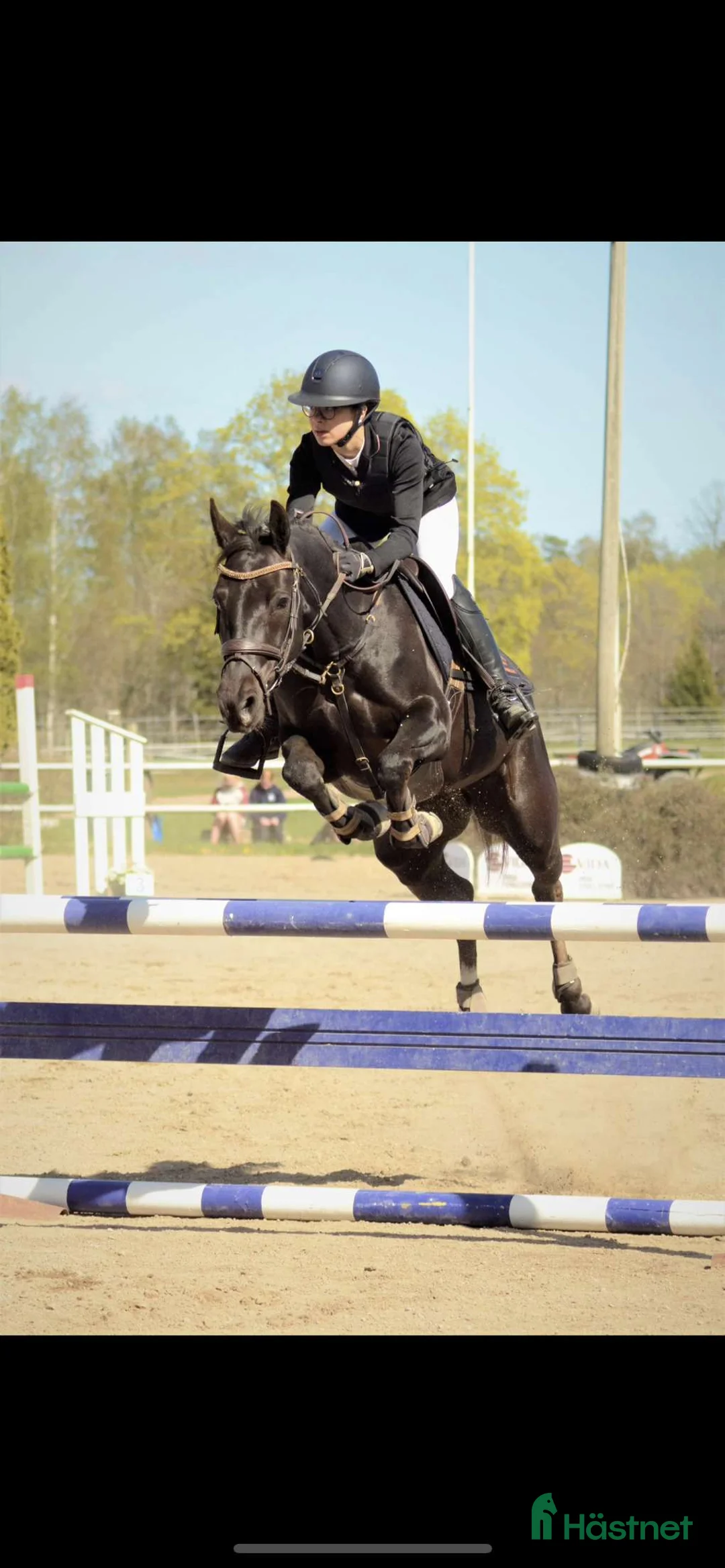 Allround hästar till salu: Socialt hingstföl med dressyr- och hoppstam - Annons 6