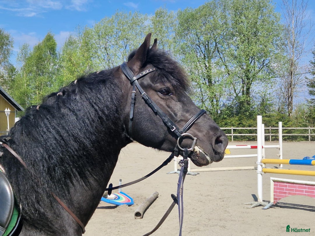 Allround hästar till salu: Morgan valack i Sätila - Annons 1