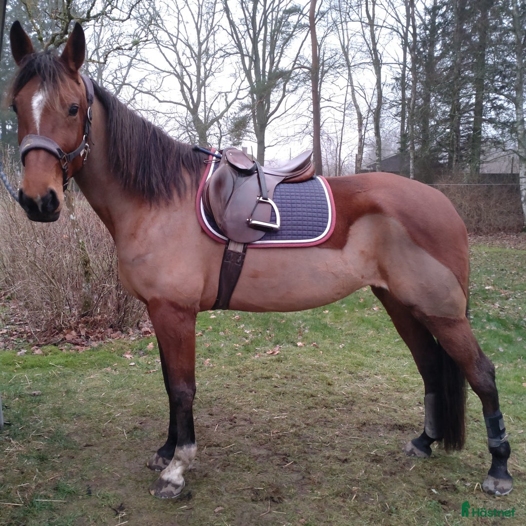 Allround hästar till salu: Världens bästa Alba  - Annons 1