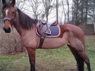 Allround hästar till salu: Världens bästa Alba - Annons 1