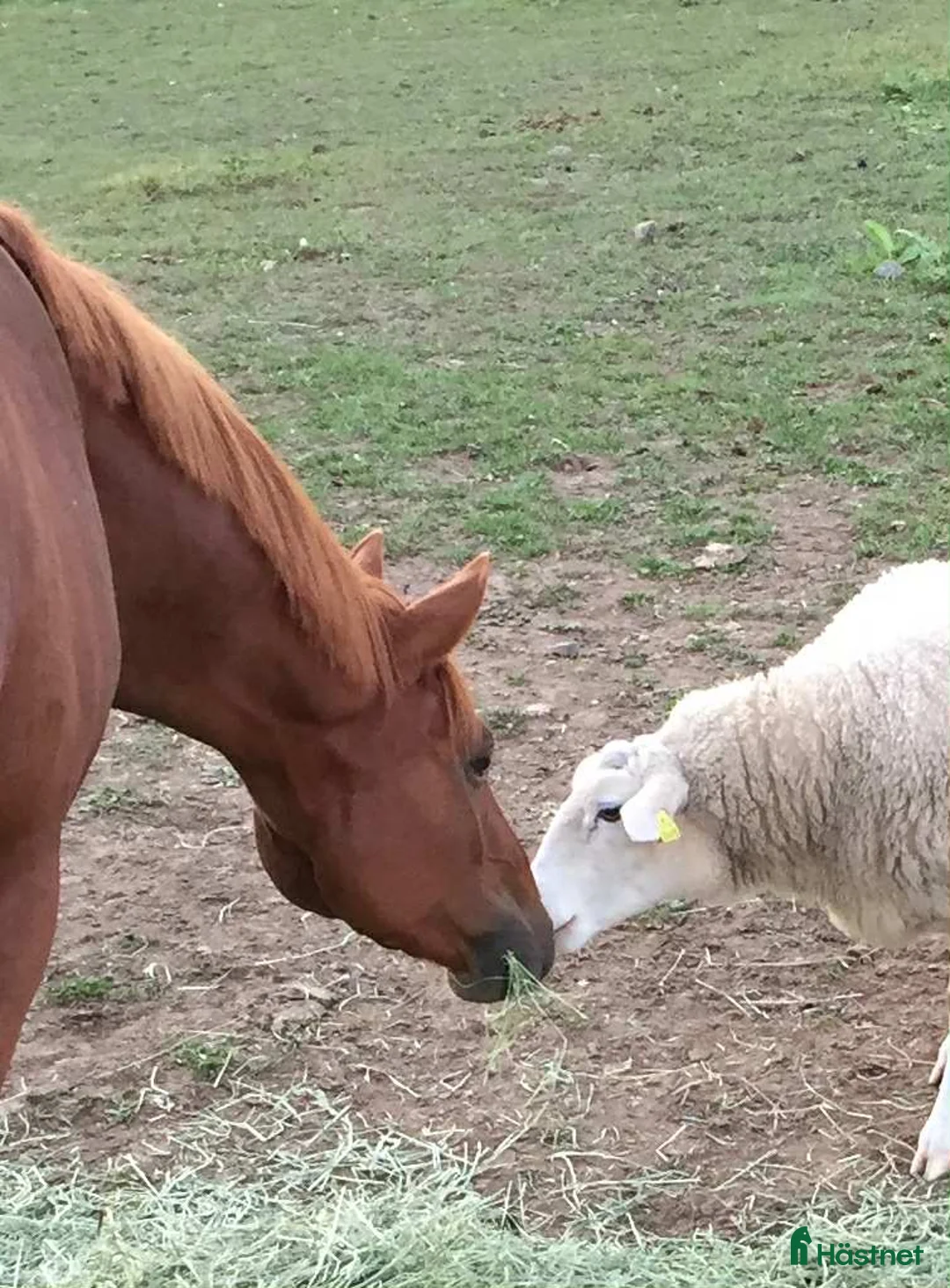 Allround hästar till salu: UTVECKLINGSBAR D-PONNY i Vintrosa - Annons 10