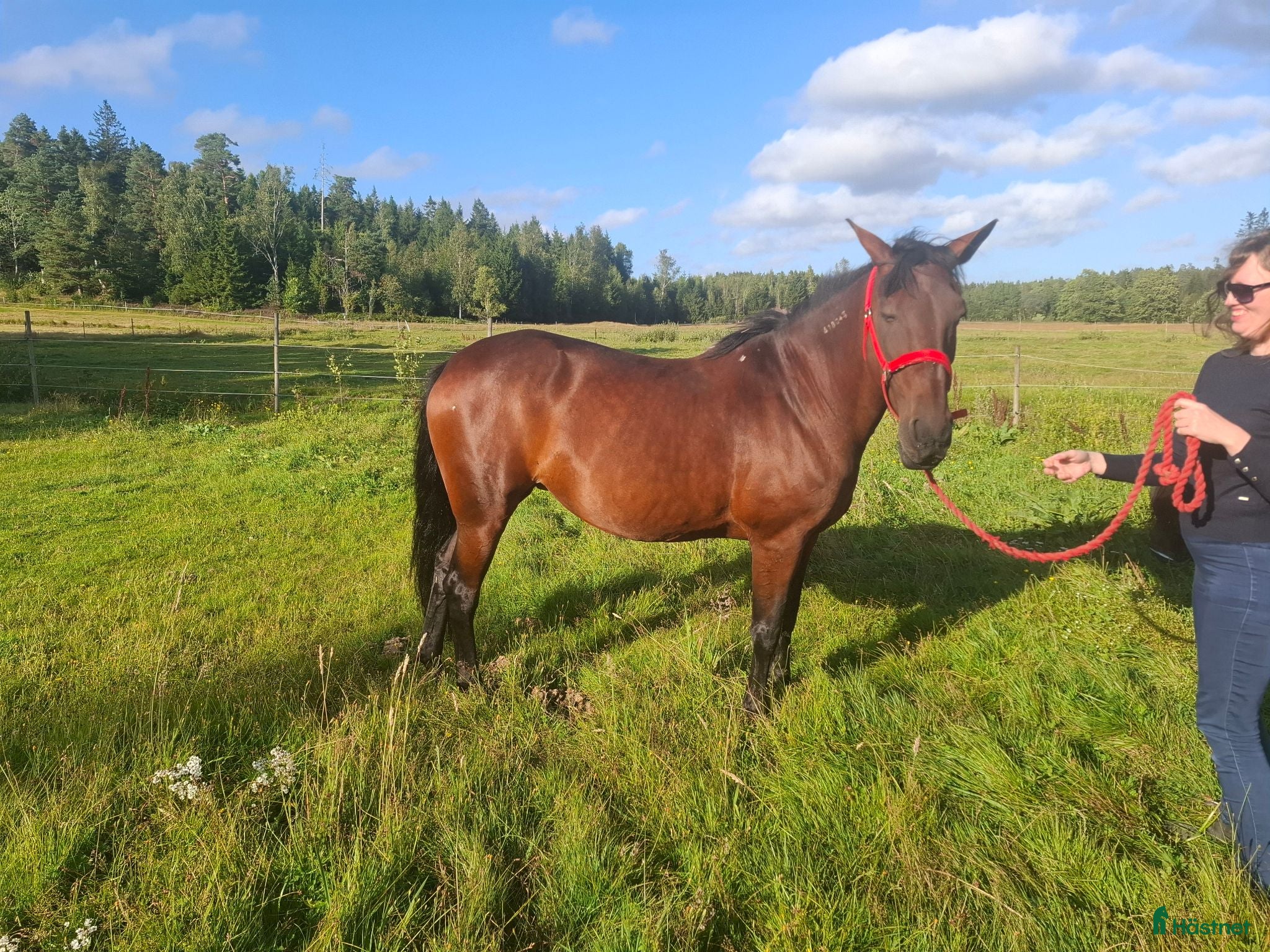  hästar Fantastiskt snällt sto för hobby ridning - Annons 2