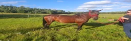 Allround hästar till salu: Fantastiskt snällt sto för hobby ridning - Annons 2