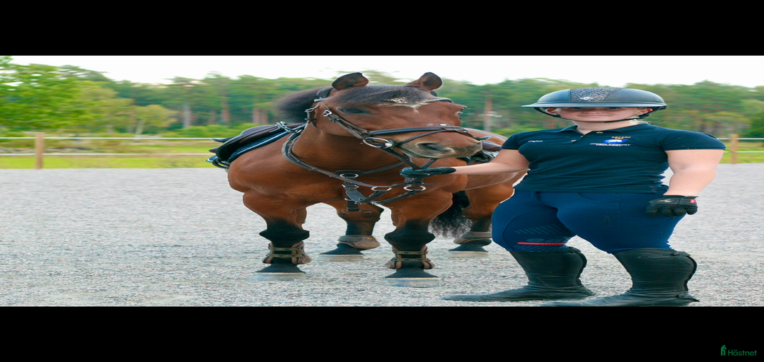 Galleribild {{count}}