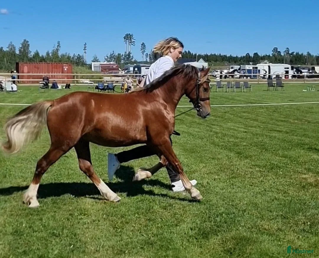 Allround hästar till salu: Svenskfödd guldbelönad Welsh Cob-valack till salu - Annons 2