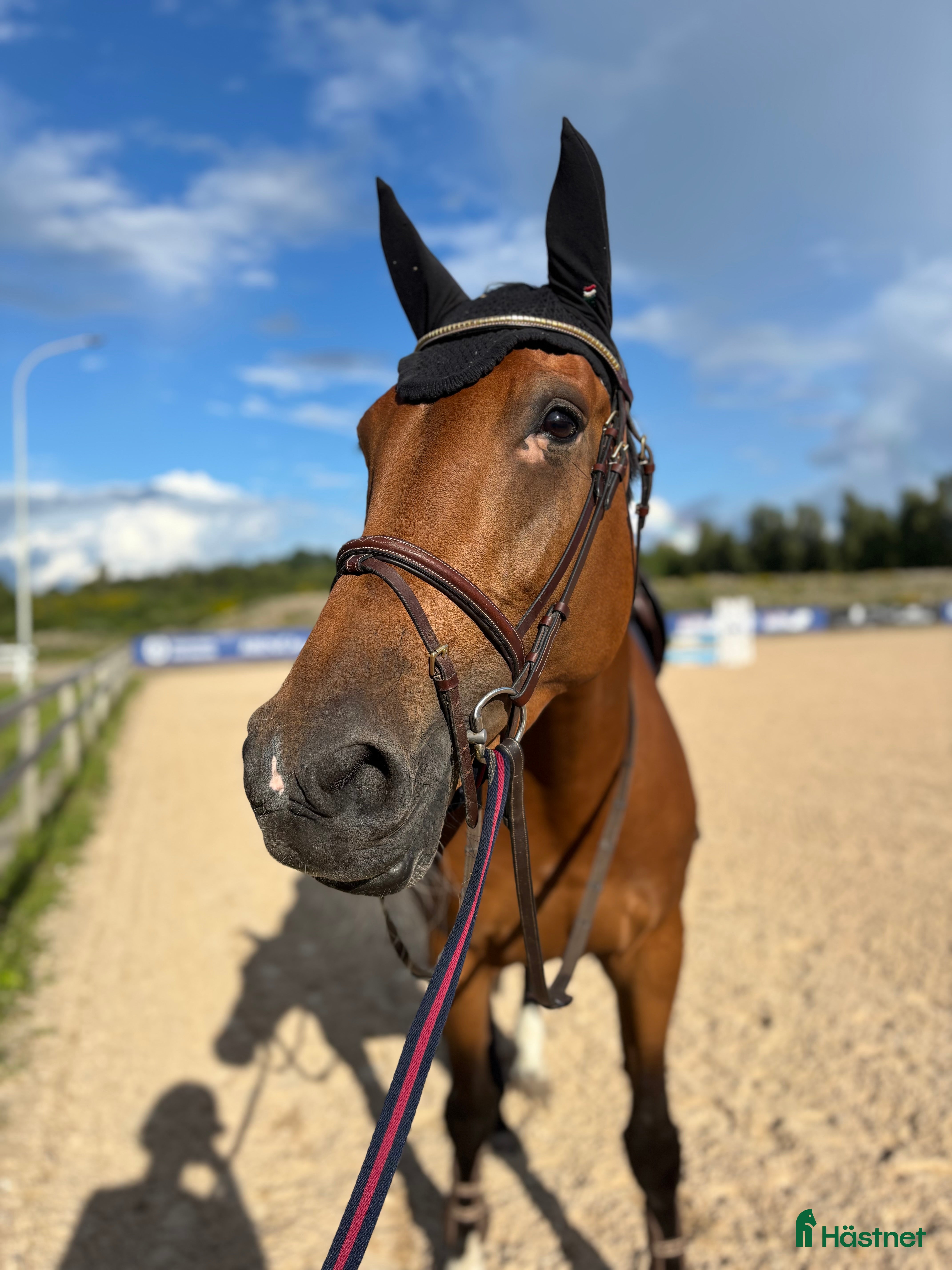  hästar Tillfälle fynd!!🌟🌟 i Växjö - Annons 1