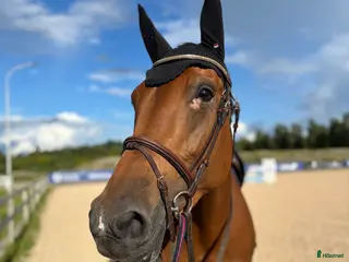 hästar Tillfälle fynd!!🌟🌟 i Växjö - Annons 1