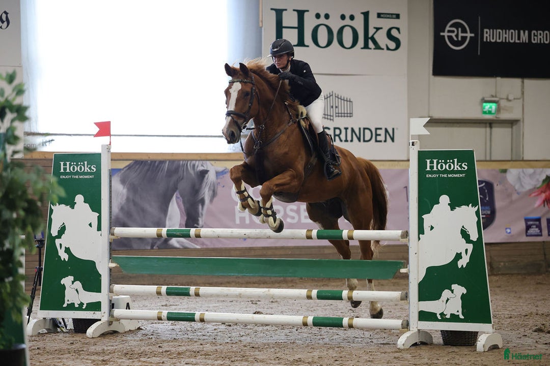 Hoppning hästar till salu: Snygg svenskfödd SWB-valack i Hedekas - Annons 1