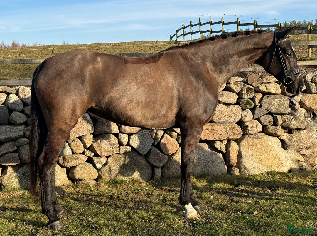 Dressyr hästar till salu: Talangfullt sto! - Annons 1