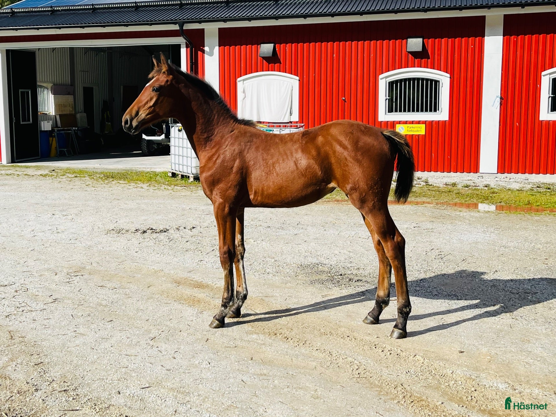  hästar 🌟5 fantastiska föl från svårklassmöderne 🌟 - Annons 2