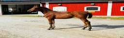 Hoppning hästar till salu: 🌟5 fantastiska föl från svårklassmöderne 🌟 - Annons 2