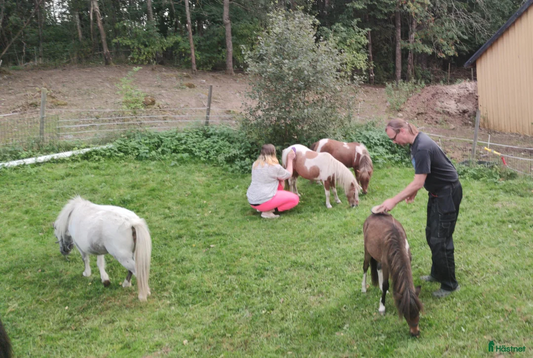 Övrigt hästar till salu: AMHA HINGST 5 år i Tjällmo - Annons 13
