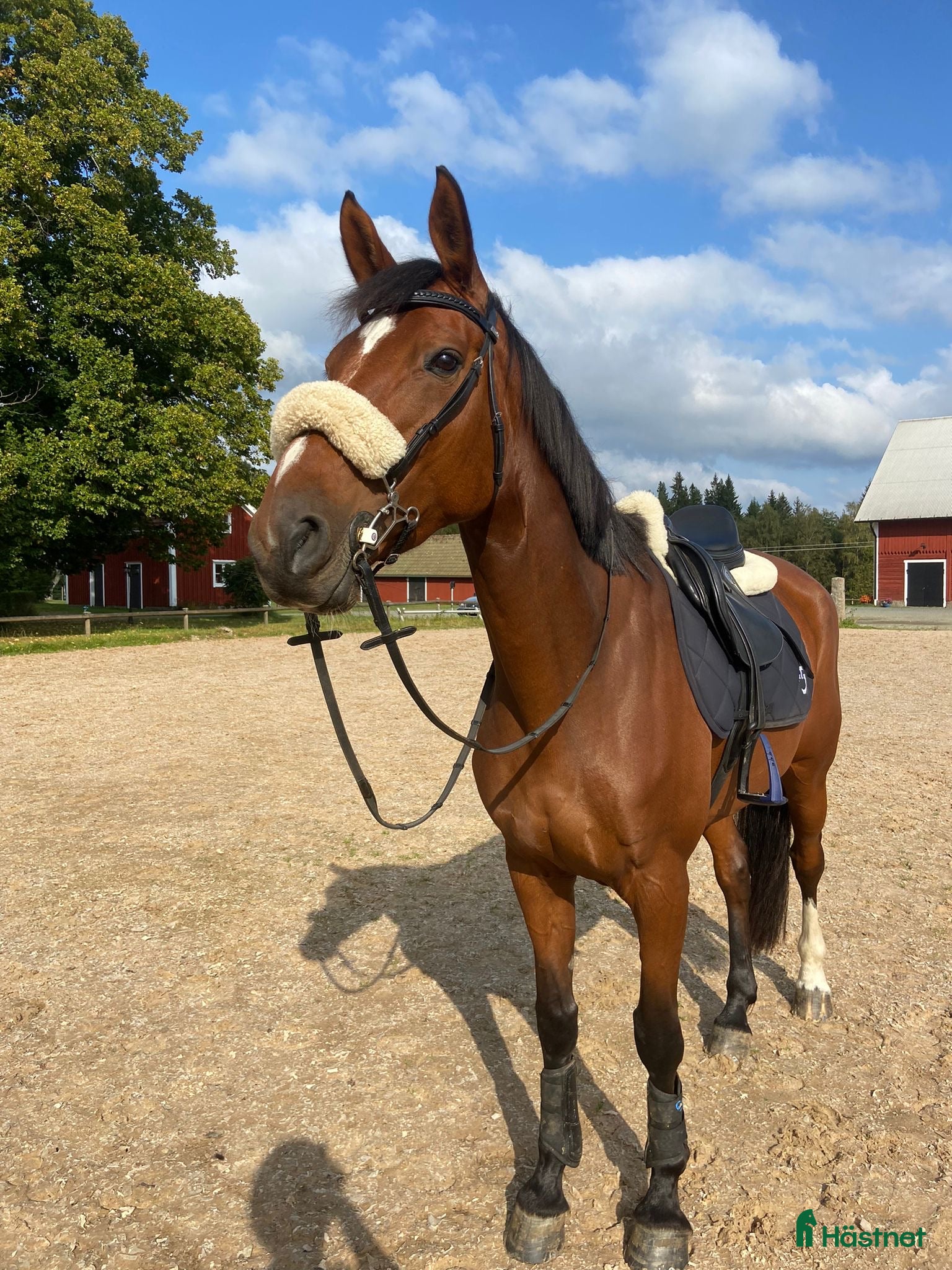  hästar Sto 8 år med potential  - Annons 11