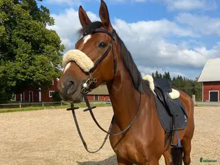 hästar Sto 8 år med potential - Annons 11