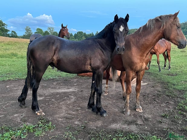 hästar Snygg, svart hingst i Åtvidaberg - Annons 2
