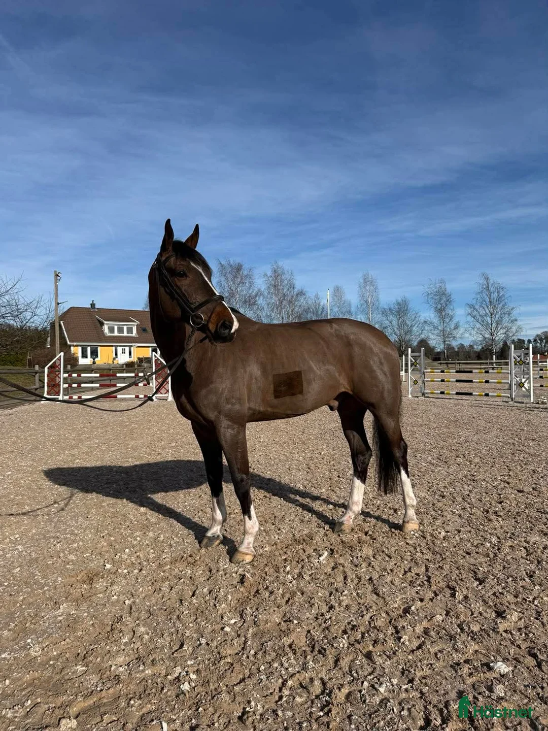 Hoppning hästar till salu: 10 år, E. Conthinder  i Ekerö - Annons 2