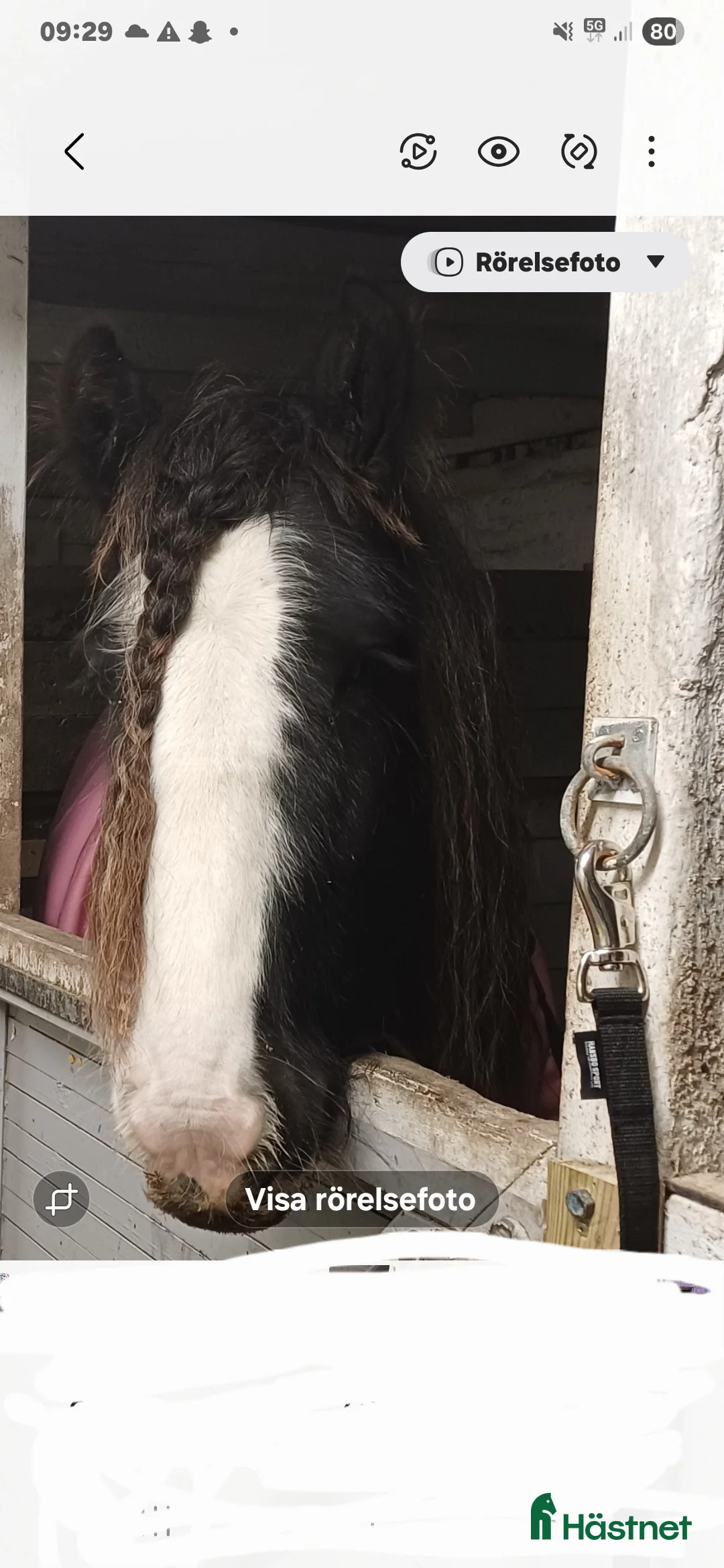 Allround hästar till salu: 5-årig Irish Cob valack i Vendelsö - Annons 4