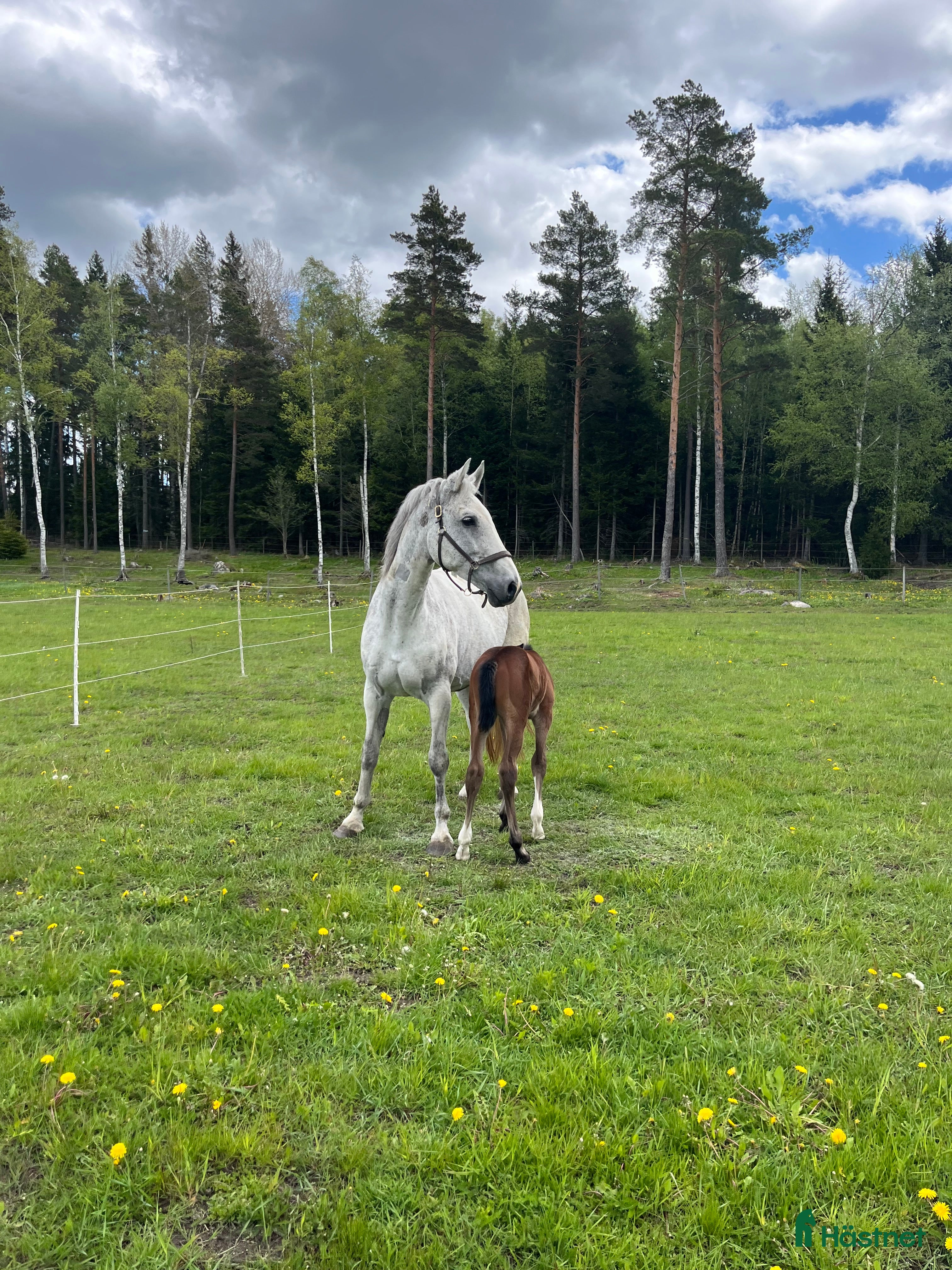  hästar Fint sto till avel/sällskap  i Rimbo - Annons 1