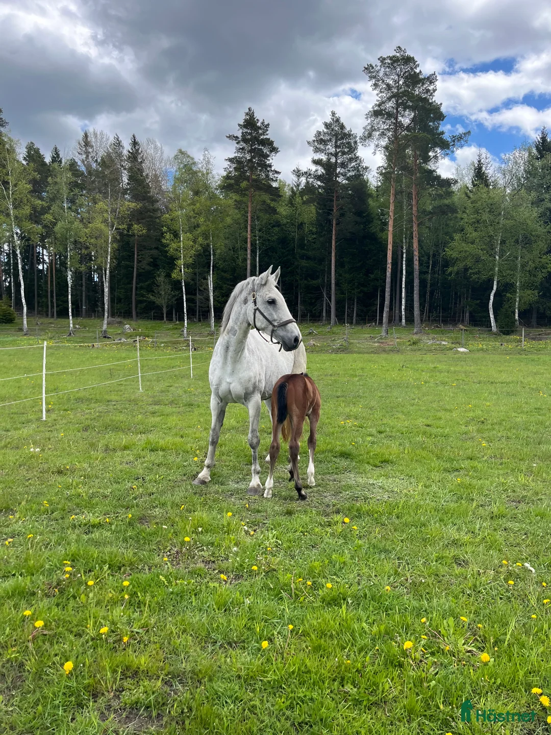 Avelshästar hästar till salu: Fint sto till avel/sällskap  i Rimbo - Annons 1
