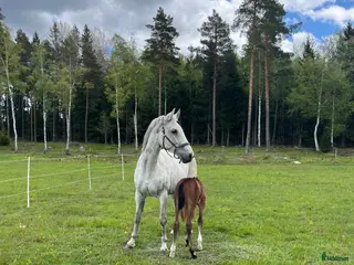 hästar Fint sto till avel/sällskap i Rimbo - Annons 1