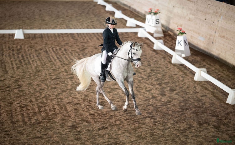  hästar i Ösmo - Annons 3