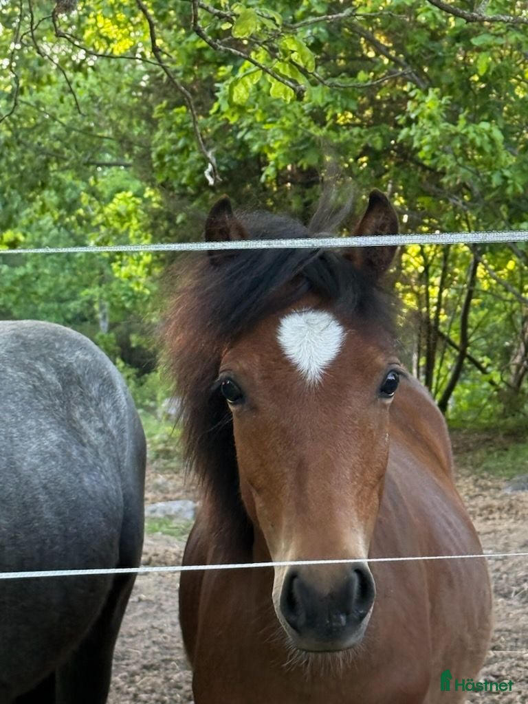  hästar Välhanterad 1åring Bponny - Annons 2