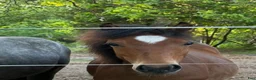 Allround hästar till salu: Välhanterad 1åring Bponny - Annons 2