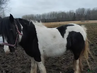 hästar Vacker Cob - Annons 8