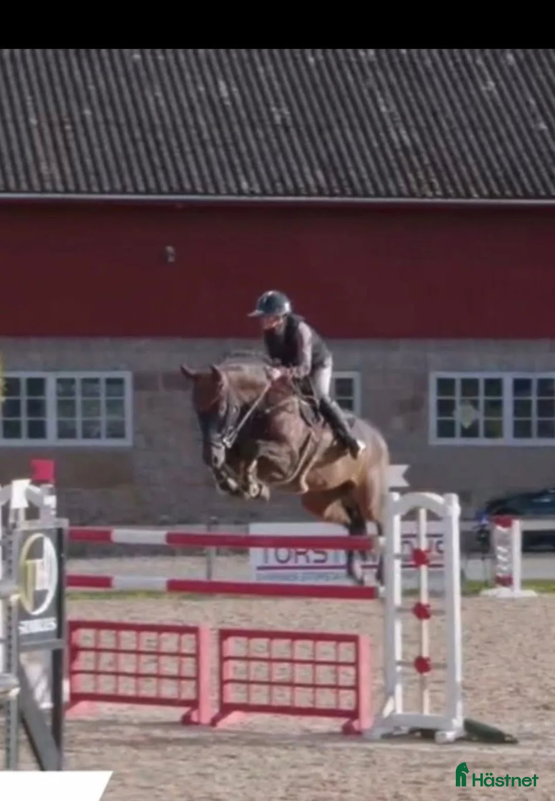 Hoppning hästar till salu: Häst för de allra högsta !  i Sala - Annons 1