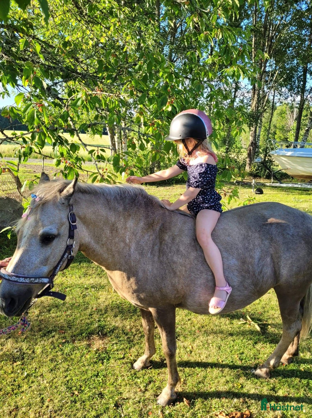 Sällskap hästar till salu: Sällskapsponny samt lättare ridturer! i Växjö - Annons 6