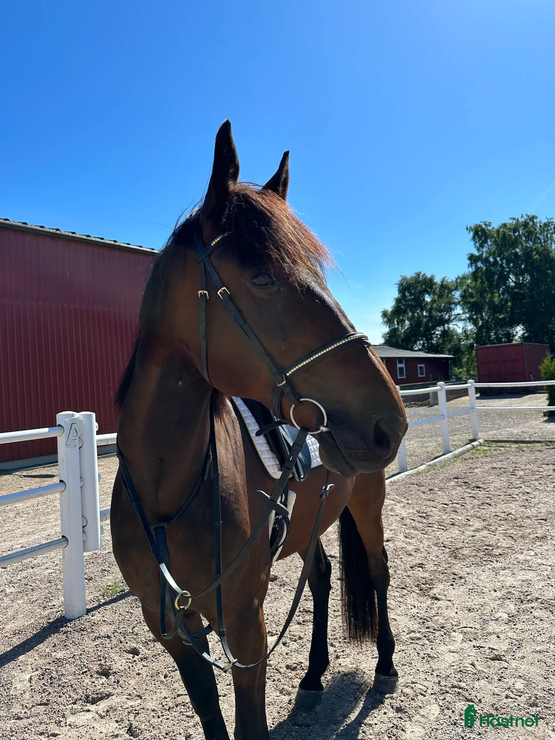 Övrigt hästar till salu: En häst med hjärta av guld - Annons 5