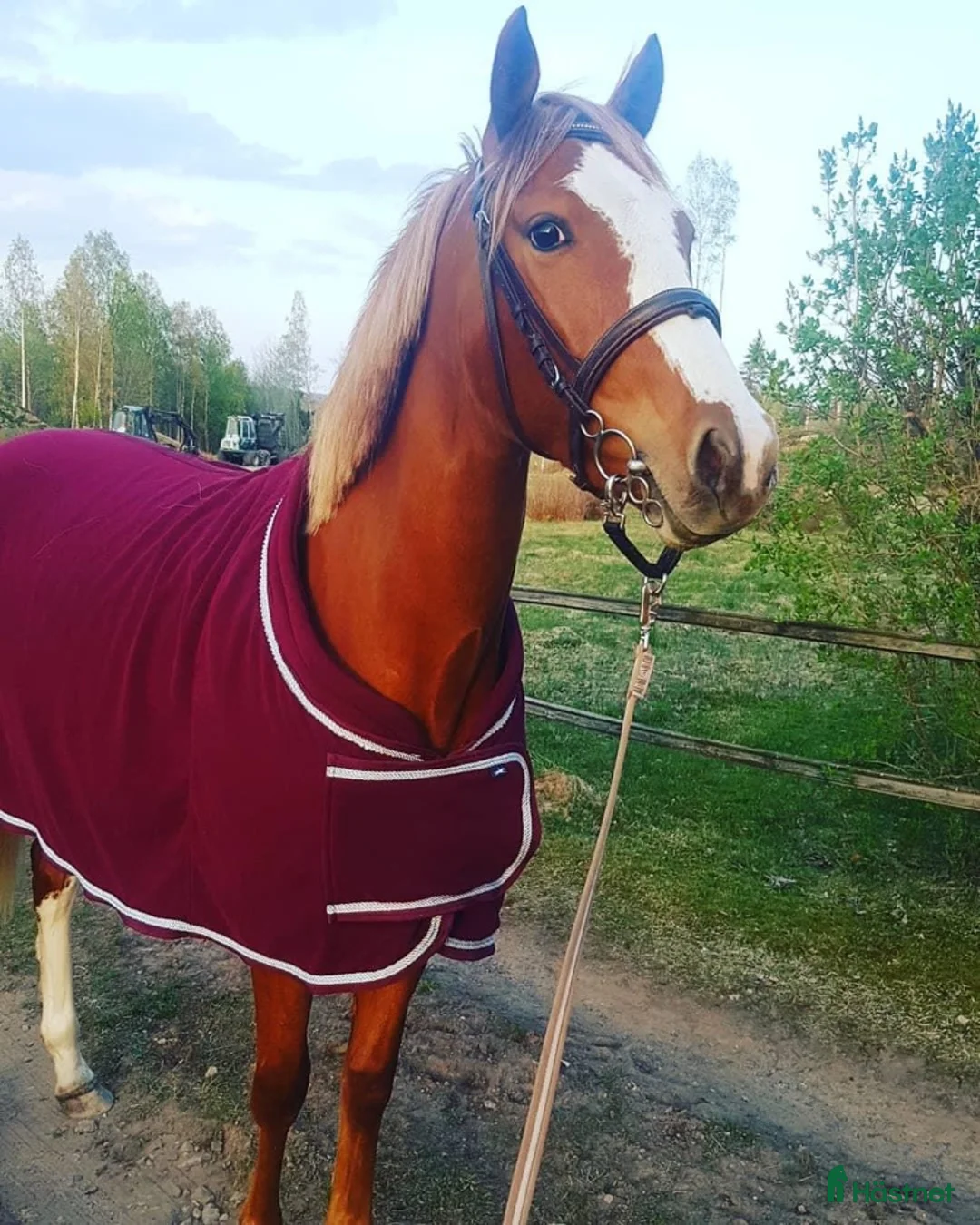 Övrigt hästar till salu: Sto -17  - Annons 2