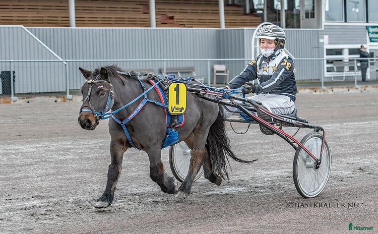  hästar i Borlänge - Annons 2