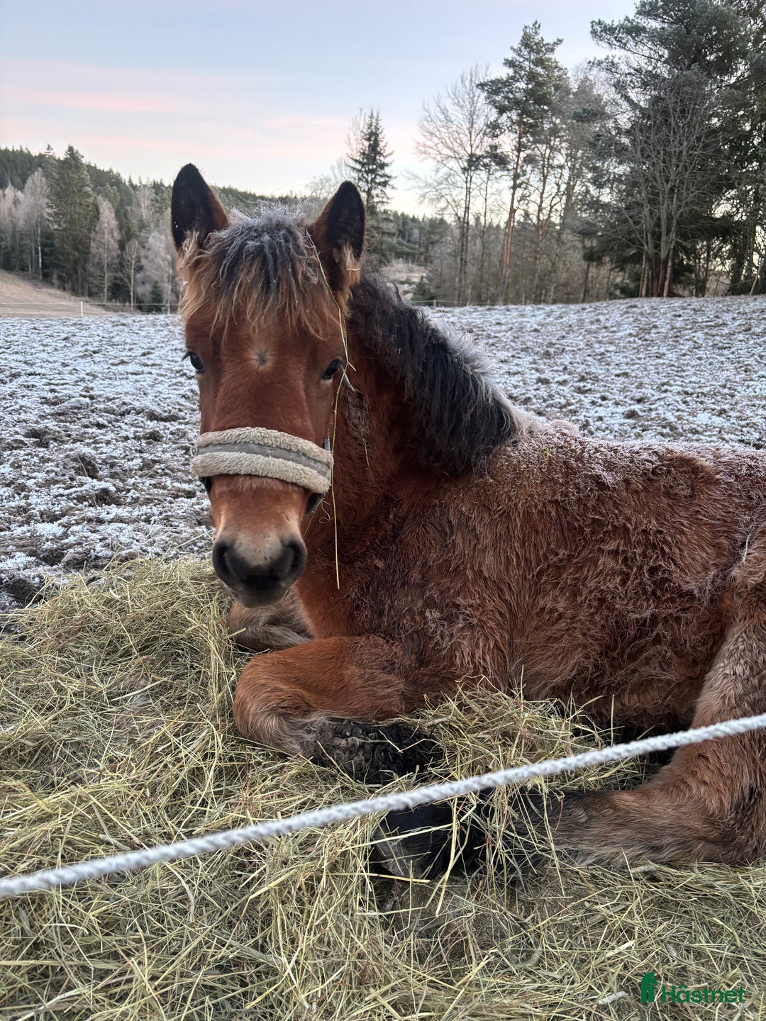 Allround hästar till salu: Älla söker nytt hem!  i Årjäng - Annons 6