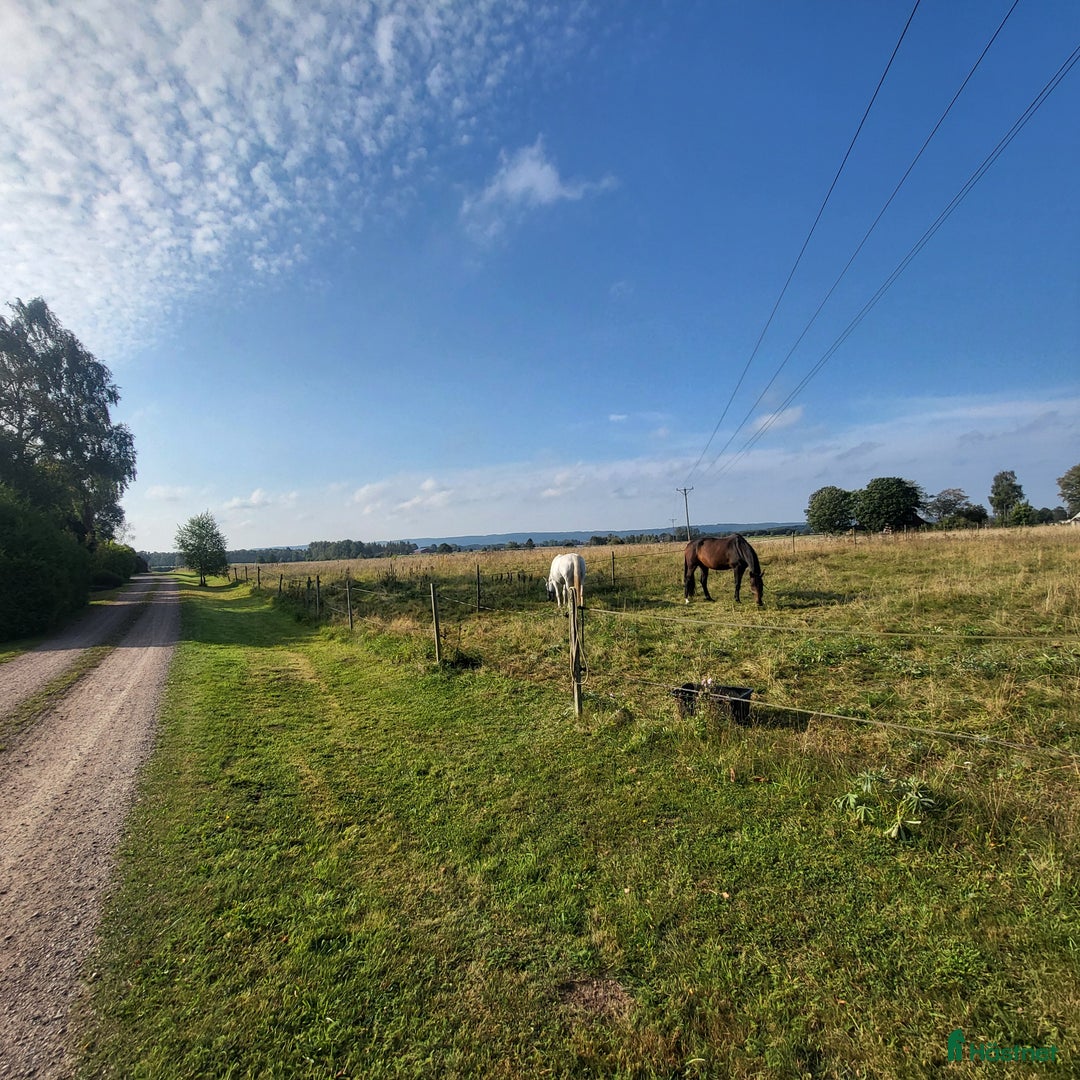  stallplats finnes: Stallplats med boende i Klippan i Klippan - Annons 4