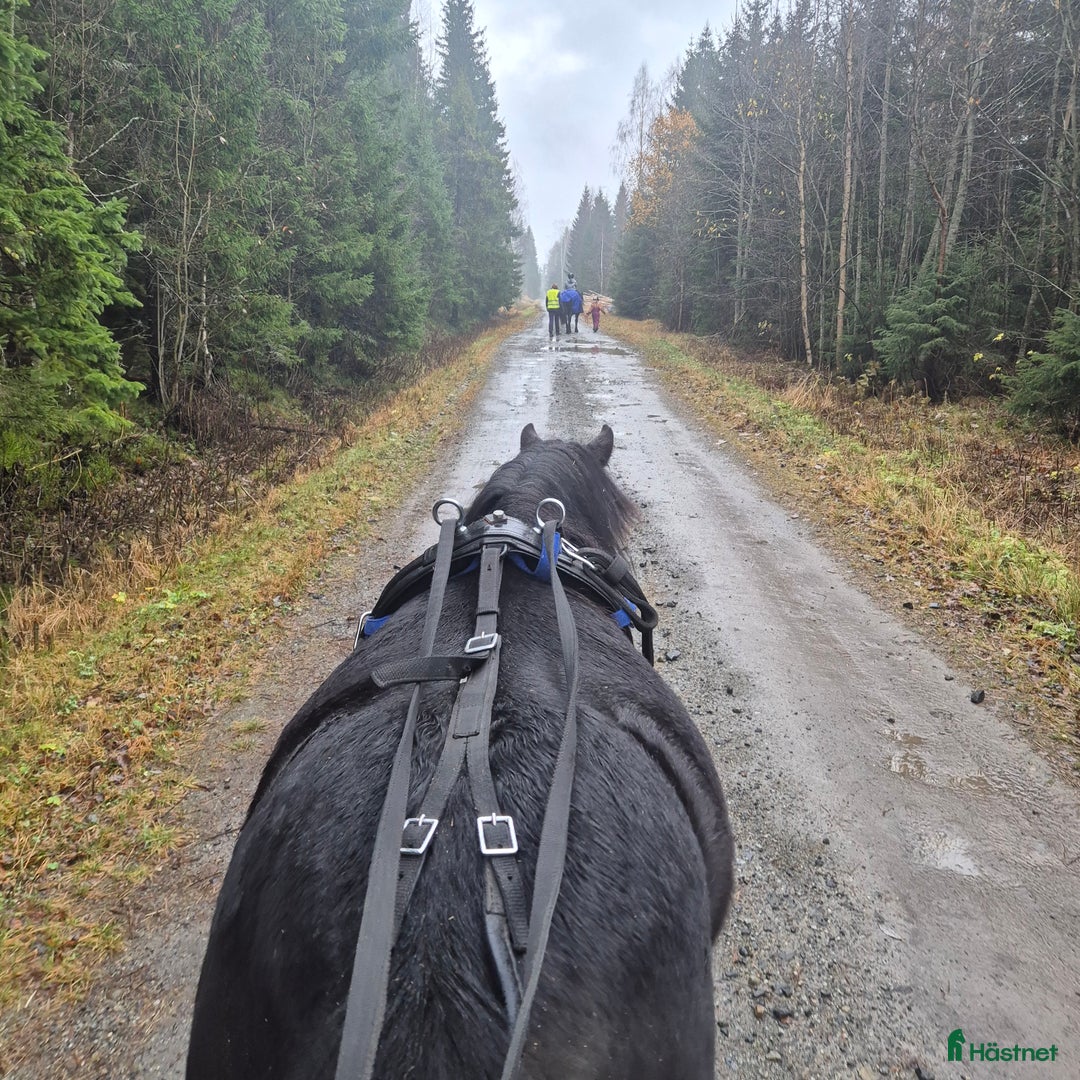 Allround hästar till salu: Underbart ungsto B-ponny i Bjästa - Annons 5