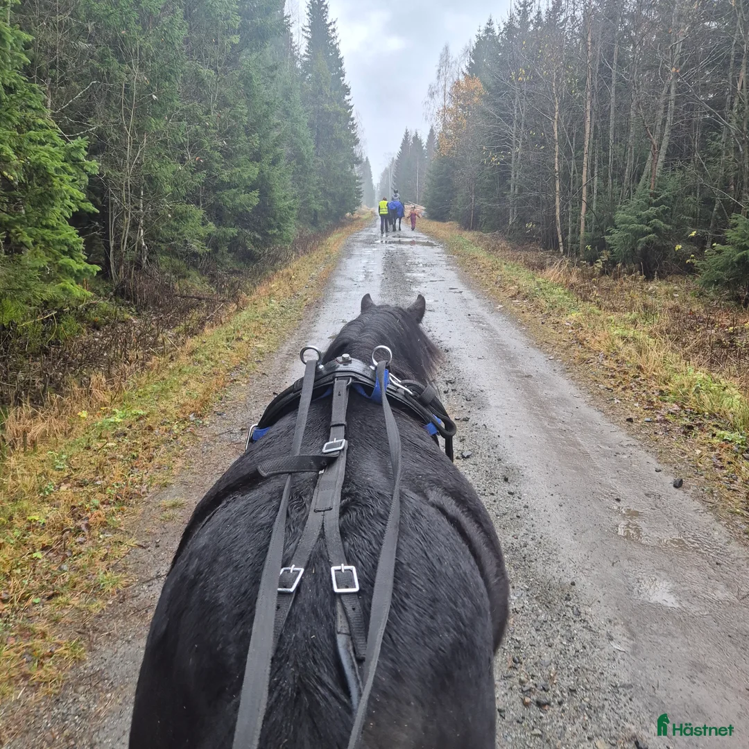 Allround hästar till salu: Underbart ungsto B-ponny, ev bytes. - Annons 5