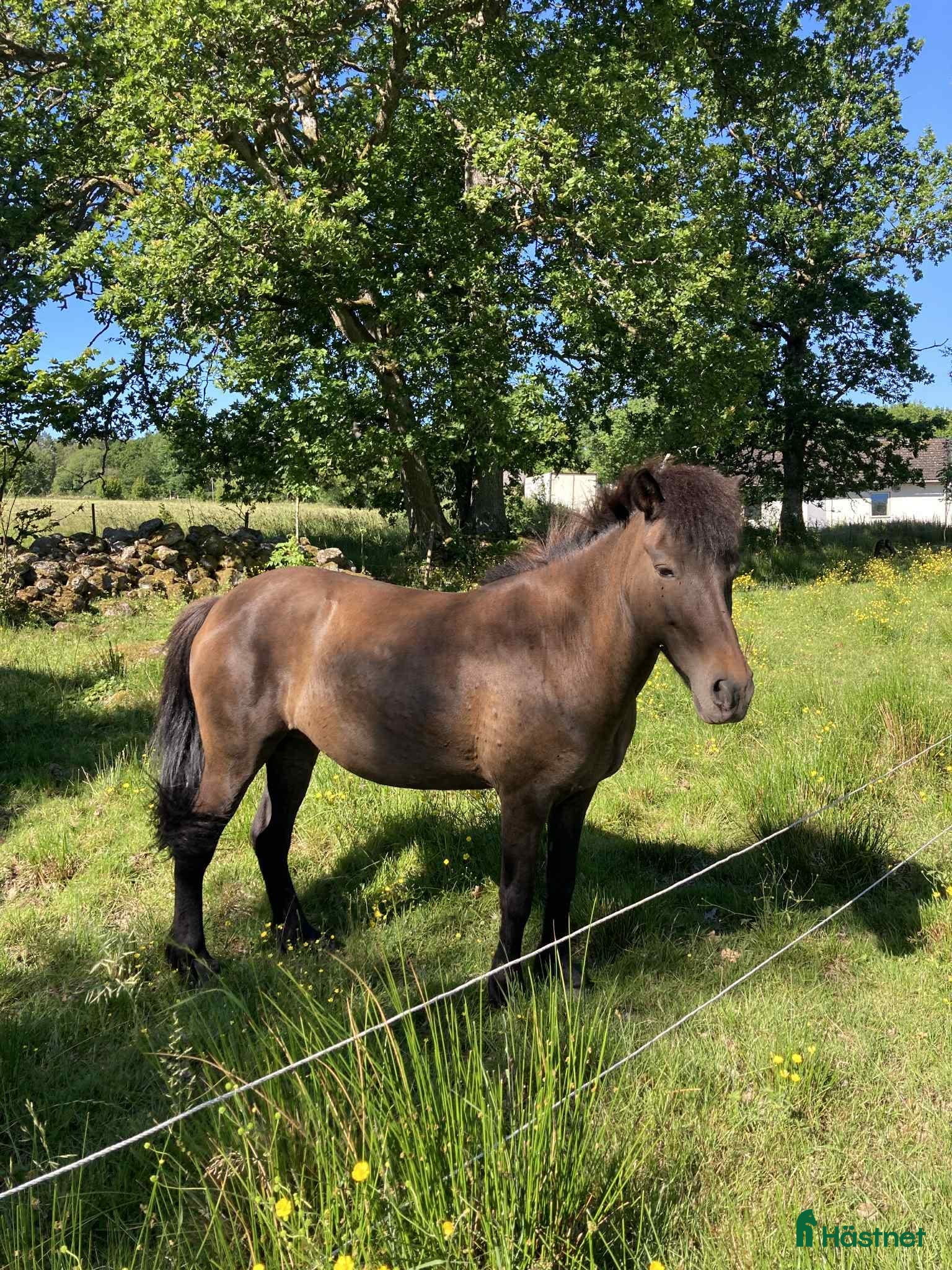  hästar Islandshäst utan stamm - Annons 15